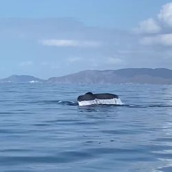 whale-4.jpg