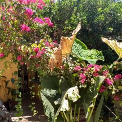 area-patio.jpg