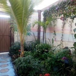 front-garden.jpg