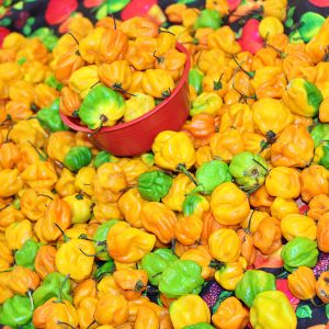   Mercado Campesino 2025