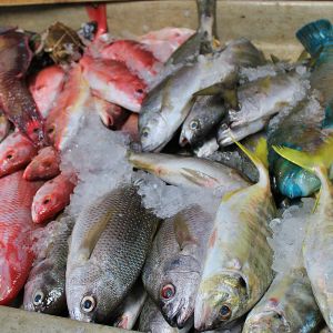   Mercado Campesino 2025