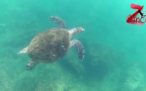 Snorkeling at La Ropa